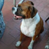 devildog178